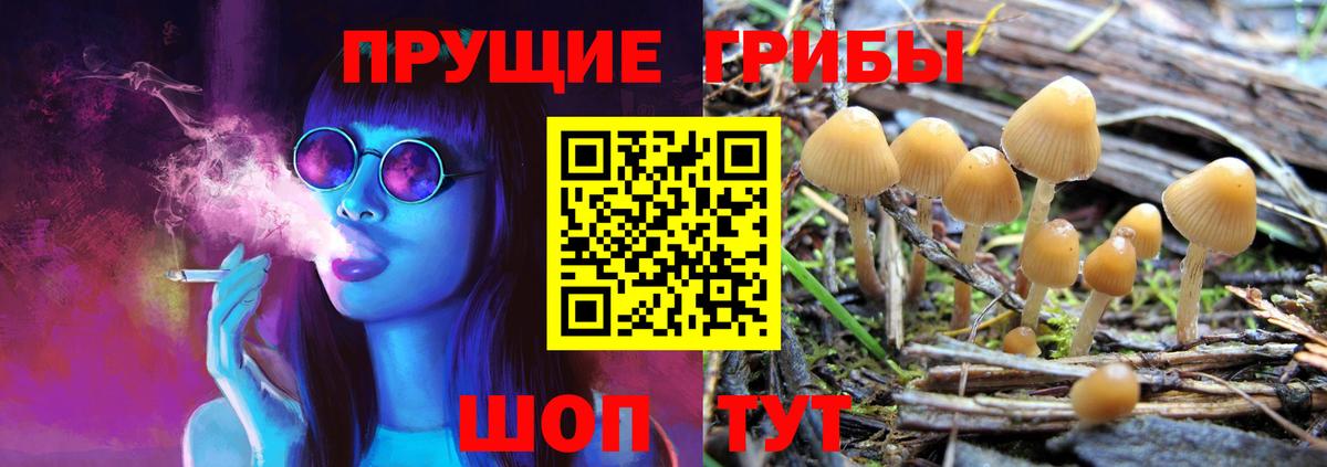 Галлюциногенные грибы Psilocybe Славянск-на-Кубани